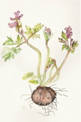 hohler Lerchensporn corydalis cava rosa -19x24 cm - Aquarell auf Arches - 2022