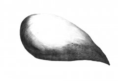 Apfel Samen/Apple Seed Pod (malus) Kugelschreiber Zeichnung/Ballpoint Pen Drawing A3, 2002.