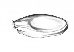 Honigmelone Samn/Canary Melon Seed (Cucumis melo), Kugelschreiber Zeichnung/Ballpoint Pen Drawing, A3, 2001.jpg