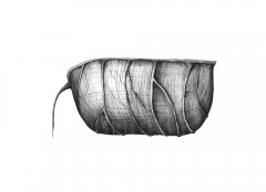 RitterspornSamenkapsel/Delphinium Seed Pod (Delphinium). Kugelschreiber Zeichnung/Ballpoint Pen Drawing, A3, 2003