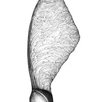Ahorn Samen / Maple Seed Pod (acer platanoides), Kugelschreiber Zeichnung/ballpoint pen drawing A3 2001
